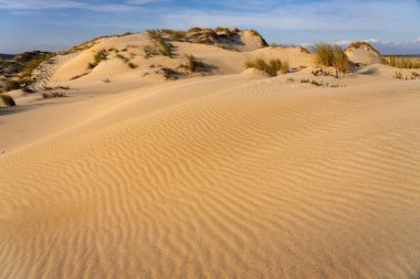 Sand dunes in Valdovino beach in the coast of Galicia at sunset in a sunny day. A Coruna, Spain. clipart