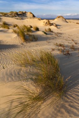 Sand dunes in Valdovino beach in the coast of Galicia at sunset in a sunny day. A Coruna, Spain. clipart