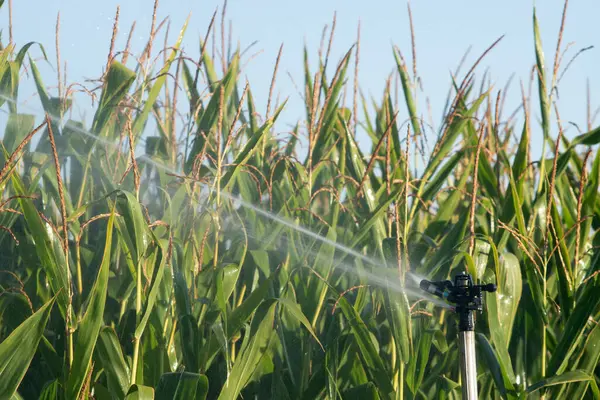 stock image Corn fields before harvest being irrigated by sprinklers hydrants with water droplets on all sides