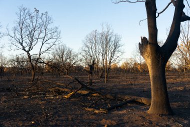 Sierra de la Culebra 'da çıkan yangından sonra meşe ve meşe ağaçları yandı..