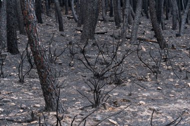Sierra de la Culebra, Zamora, İspanya 'daki yangından sonra çam ağaçları yandı..
