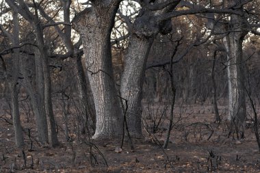Sierra de la Culebra 'da çıkan yangından sonra meşe ve meşe ağaçları yandı..