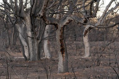 Sierra de la Culebra 'da çıkan yangından sonra meşe ve meşe ağaçları yandı..