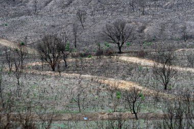 Holm oaks and oak trees burned after a fire in the Sierra de la Culebra, Zamora, Spain. clipart