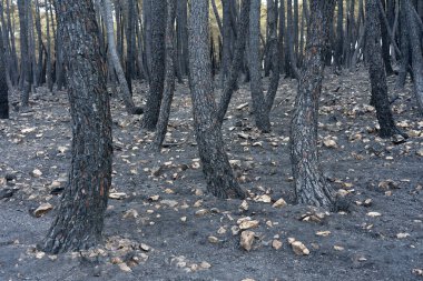 Sierra de la Culebra 'da çıkan yangından sonra meşe ve meşe ağaçları yandı..