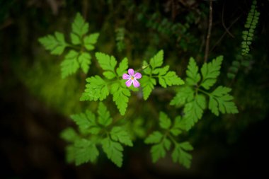Koyu arkaplan ve çalılıklarda pembe kır çiçekleri