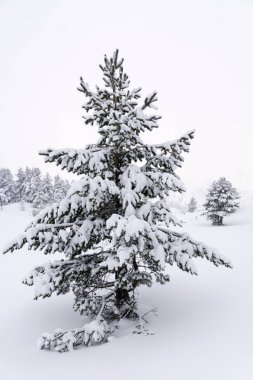 İspanya 'nın kuzeyindeki Riano ve Mampodre dağlarında kışın Çam ormanlarında kar yağıyor. Avrupa zirveleri.