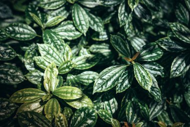 Bitki yeşili arkaplanından tropikal çıkış