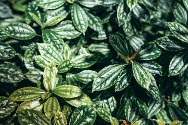 Bitki yeşili arkaplanından tropikal çıkış