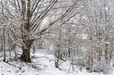 Snowy landscape into the oak forest in winter clipart