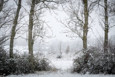 Snowy landscape into the oak forest in winter clipart