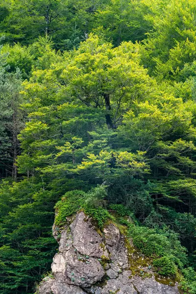 İlkbaharda kayın ormanındaki kayanın üzerindeki büyük ağaç.