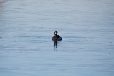 Iowa 'da bir sonbahar günü bataklık suyunda yüzerken kameraya bakan bir Amerikan deniz ineği.. 