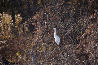 Sıradan bir balıkçıl, Ardea Alba, Iowa 'da bir sonbahar gününde yaprakları dökülen bir ağaçta dinlenir.. 
