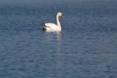 Iowa 'da bir sonbahar günü Mississippi Nehri' nin sularında süzülen sessiz bir kuğunun yan görüntüsü.. 