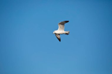 İki dilsiz kuğu, cygnus olor, Iowa 'da bir sonbahar gününde Mississippi Nehri' nde karşı karşıya gelirler.. 