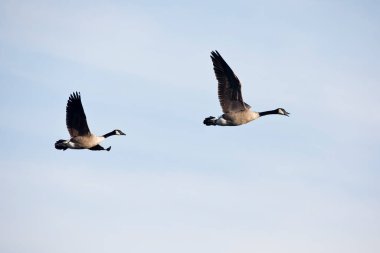İki dilsiz kuğu, cygnus olor, Iowa 'da bir sonbahar gününde Mississippi Nehri' nde karşı karşıya gelirler.. 