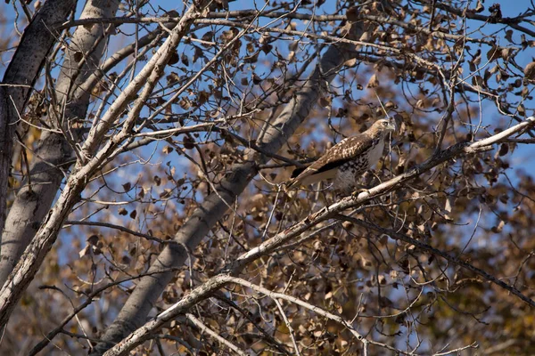 Falcão Cauda Vermelha Juvenil Buteo Jamaicensis Camuflado Uma Árvore Outono — Fotografia de Stock