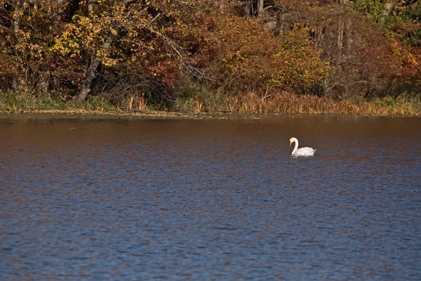 Cisne Mudo Cygnus Olor Nada Río Mississippi Con Follaje Otoñal — Foto de Stock