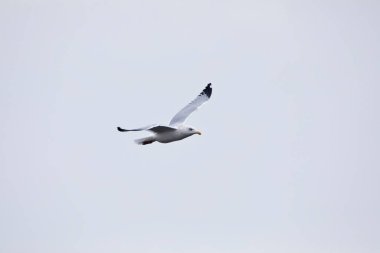 A ring billed gull soaring in the blue sky near Davenport, Iowa on a winter day. 