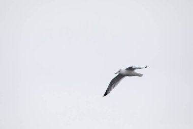 A ring billed gull flies overhead in the light blue sky in Davenport, Iowa on a winter day. 