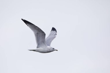 A ring billed gull with wings up flies in the blue sky over the Mississippi River in Davenport, Iowa on a winter day. 