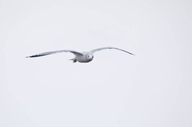 A ring billed gull in flight, looking at the camera, isolated on a light blue sky on an overcast winter day in Davenport, Iowa. 