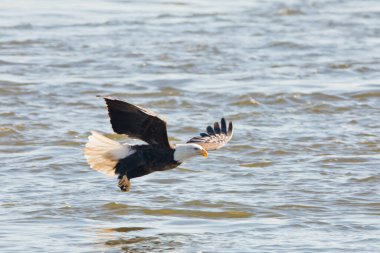 American bald eagle flying over the Mississippi River on a winter day in Davenport, Iowa. 