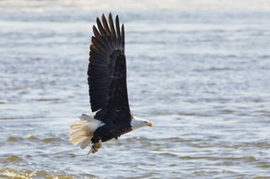 A adult bald eagle with a fish in its talons flies over the Mississippi River in Davenport, Iowa on a winter day, close up photo. 