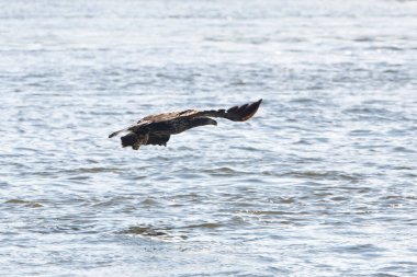 Juvenile bald eagle fishing over the Mississippi River in Davenport, Iowa on a winter day. 