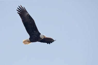 Adult bald eagle soaring in the blue sky in Davenport, Iowa on a winter day. 