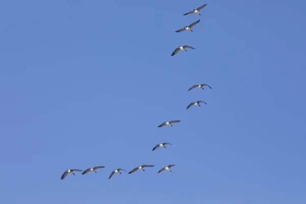 Flock of geese in a \