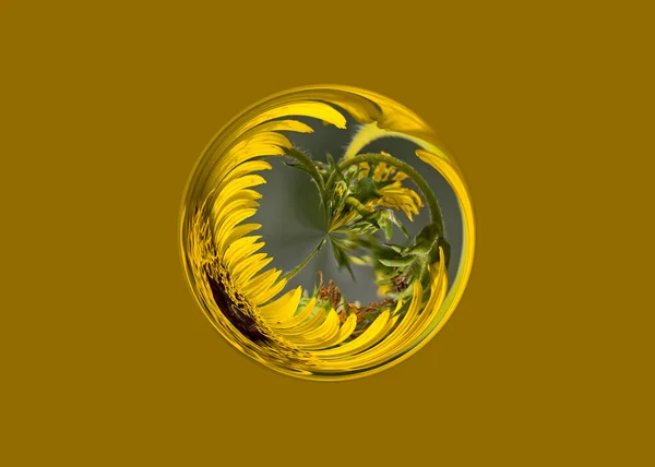 Mostarda Amarelo Wildflower Abstrato Projeto Fractal — Fotografia de Stock