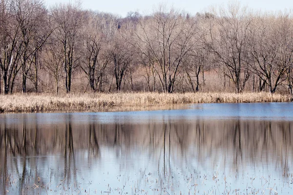 Winterliche Sumpflandschaft Mit Kahlen Bäumen Hintergrund Und Wasser Mit Baumreflexionen — Stockfoto