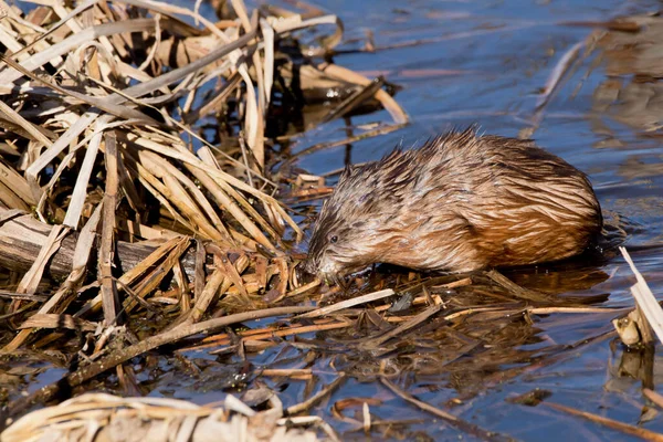 Side view of a muskrat by the reeds of a marsh on a winter afternoon in Iowa.