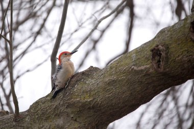 Kırmızı karınlı bir ağaçkakan, Melanerpes carolinus, bir bahar günü Iowa 'da bir meşe dalında oturur.