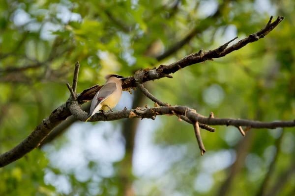 stock image Side view of a cedar waxwing bird perching high up in an oak tree on a spring evening in an Iowa backyard. 