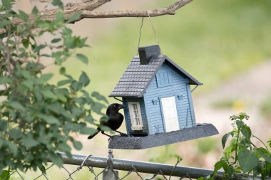 Siyah bir kuş, Iowa 'nın arka bahçesindeki mavi bir kuş yemliğini yer.. 