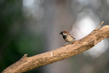 Erkek bir serçe, Iowa 'da bir bahar akşamında gri bir bokeh arka planı olan leylak ağacının dalında duruyor.. 