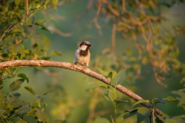 Iowa 'da bir bahar akşamı leylak ağacının dalına tünemiş bir erkek serçenin ön görüntüsü.. 