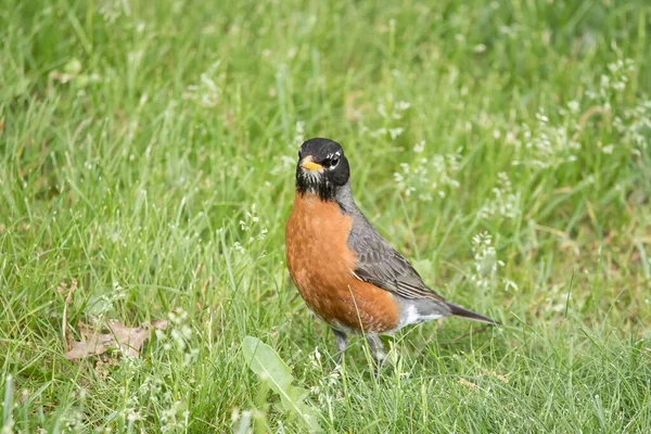 在爱荷华州的一个春晚 一只美国知更鸟在草地上 看着摄像机 — 图库照片