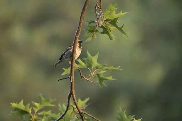 Jeden Vrabec Schovává Větví Stromu Jaře Večer Iowě — Stock fotografie