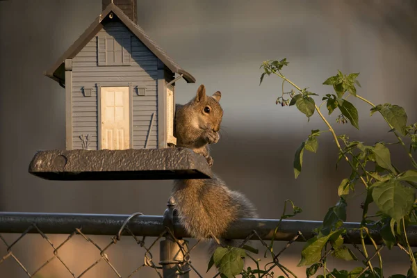 Ein Niedlicher Eichhörnchen Frisst Einem Sommerabend Einem Vogelfutterhäuschen Einem Hinterhof — Stockfoto