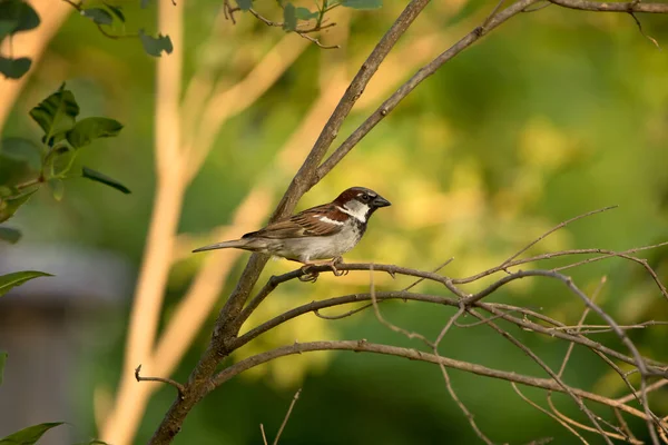 아이오와 여름날 사진을 가까이 나뭇가지에 참새의 옆모습 — 스톡 사진