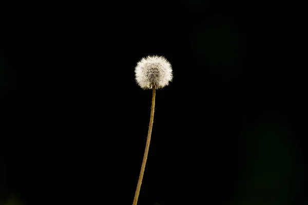 White Dandelion Isolated Black Background Copy Space Text — Stock Photo, Image