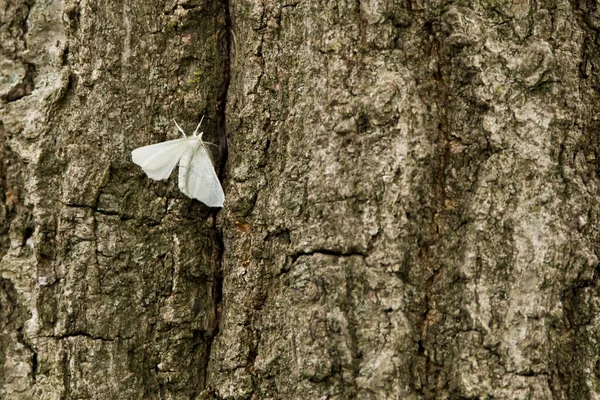 White Moth Bark Oak Tree Trunk Closeup Photo — Stock Photo, Image