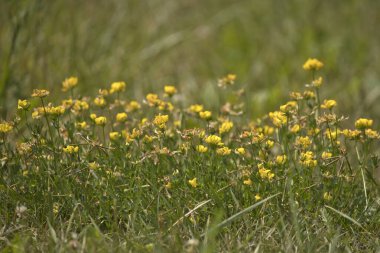 Bir yaz günü Iowa ovasında çiçek açan kuş ayağı tırabzan çiçekleri.. 