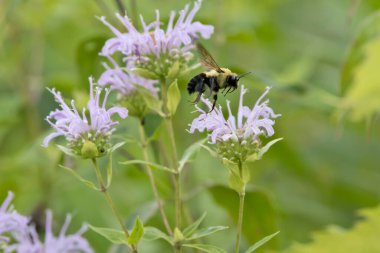 Iowa 'da bir yaz günü çayırda mor bergamot çiçeklerinin yanında uçuşan kahverengi kemerli bir yaban arısının yan görüntüsü. 