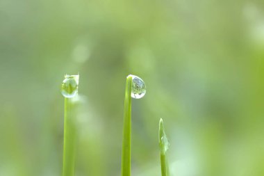 Bir sonbahar sabahı Iowa 'nın arka bahçesinde açık yeşil bir zeminde çimlerin üzerine çiy damlalarının makro fotoğrafçılığı.. 