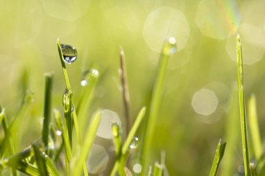 Çimlere düşen çiy damlalarının özel manzara fotoğrafı. Bir sonbahar günü Iowa 'nın arka bahçesinde çekilmiş yakın plan bir fotoğraf.. 